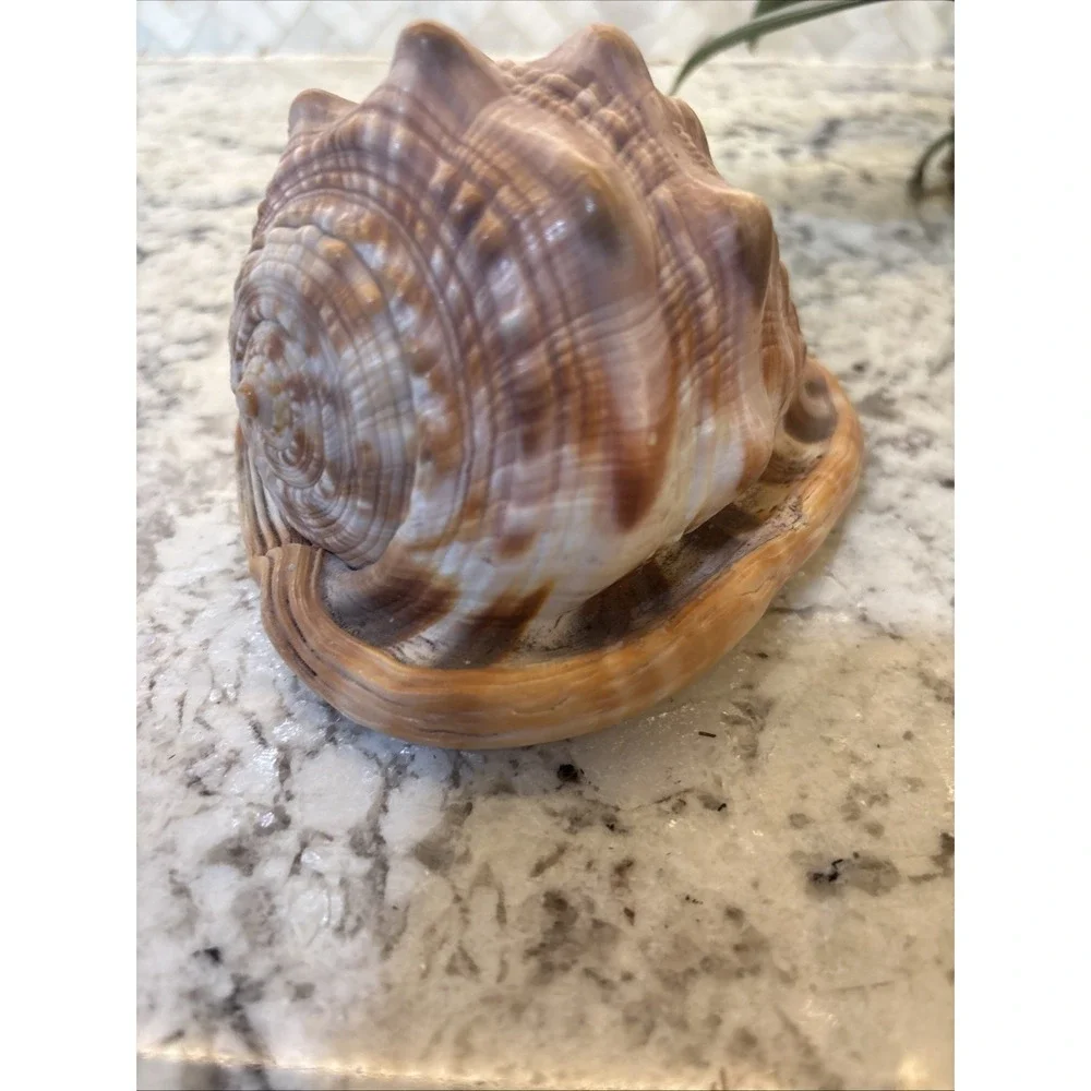 Natural Bullmouth Helmet Bull's Mouth Conch Shell Cypraecassis Rufa Tank‎ Decor